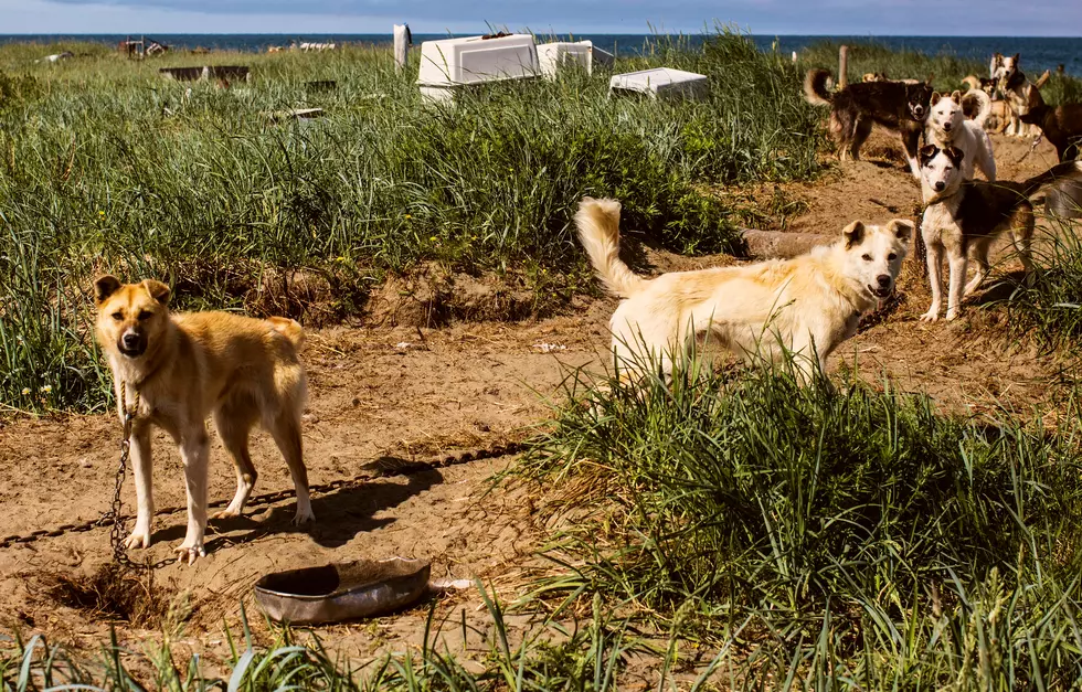 Chaining Up A Dog Is Against The Law Starting January 2022