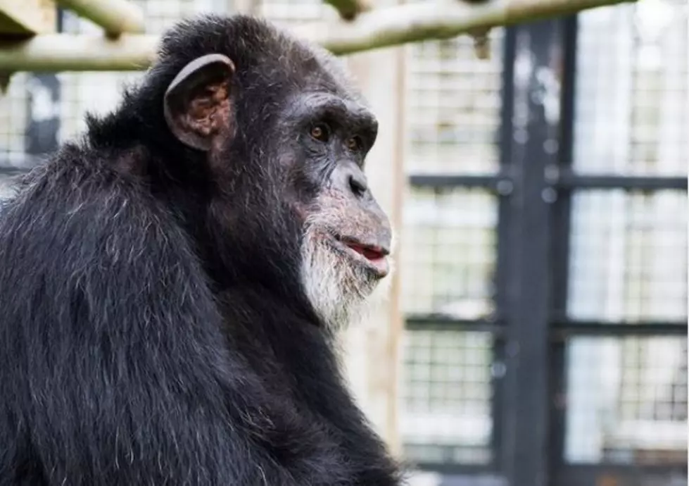 Primates at San Antonio Sanctuary Freeze Without Heat