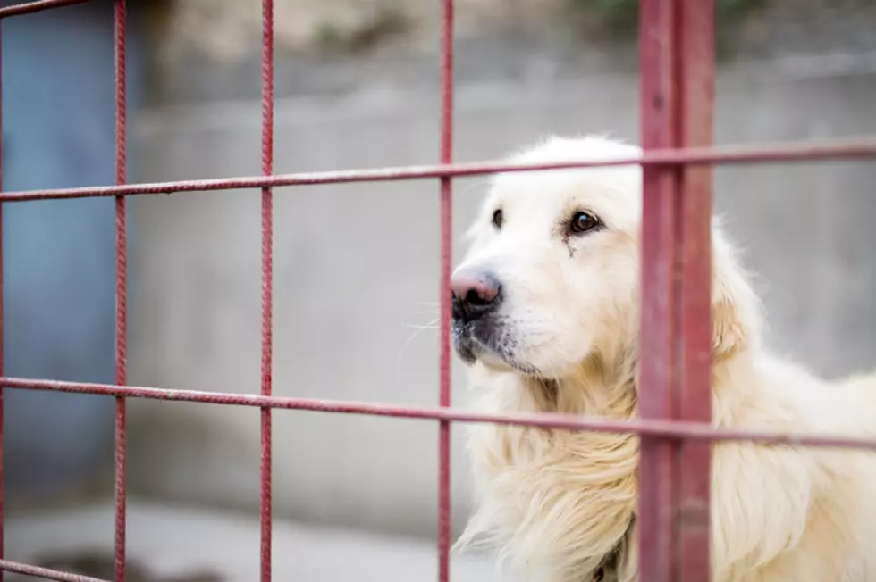 August is a Great Time in Amarillo to Clear the Shelters