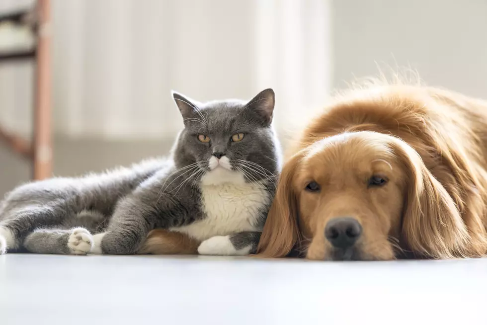 If It’s Too Cold For You, It’s Still Too Cold For Your Pets