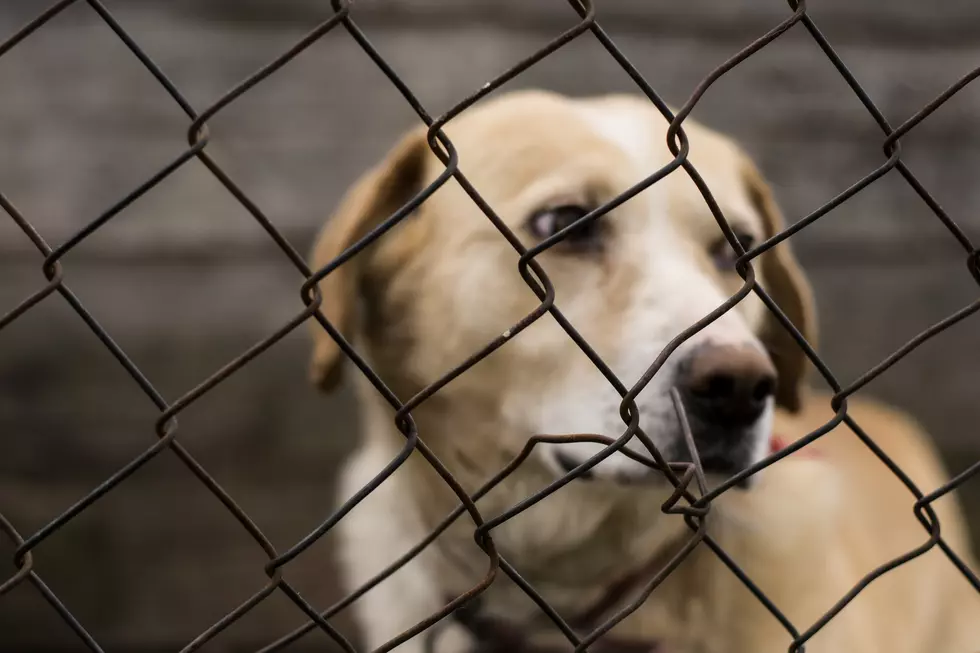 City of Amarillo responds to recent photo from Animal Management and Welfare (Graphic Content)